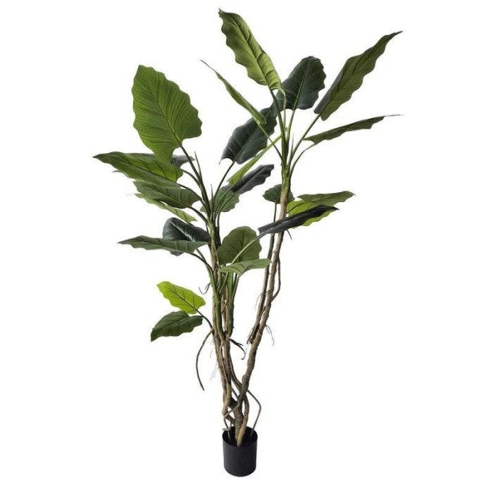 PIANTA ALOCASIA C-VASO H150